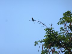 Merops superciliosus