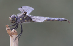 Libellula nodisticta