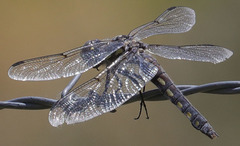 Libellula nodisticta