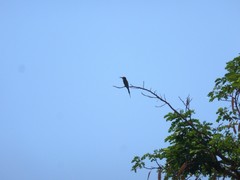 Merops superciliosus