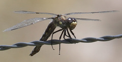 Libellula nodisticta