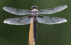 Libellula nodisticta
