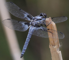 Libellula nodisticta