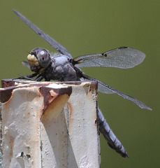 Libellula nodisticta