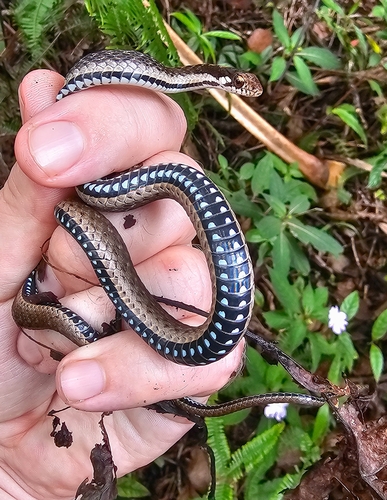 White-lined Water Snake