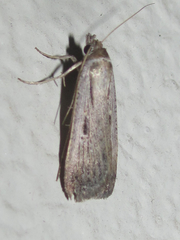 Tathorhynchus exsiccata