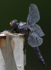 Libellula nodisticta