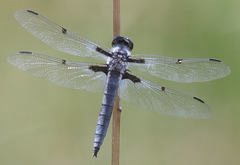 Libellula nodisticta