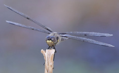 Libellula nodisticta