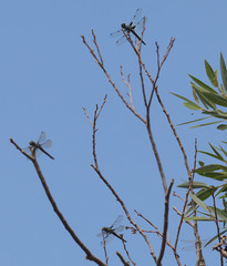 Libellula nodisticta