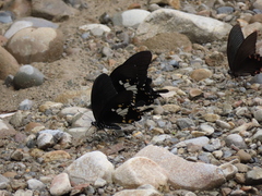 Papilio nephelus chaonulus