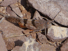 Trimerotropis pistrinaria
