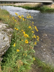 Helianthus nuttallii