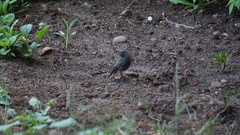 Phoenicurus ochruros