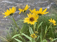Helianthus nuttallii