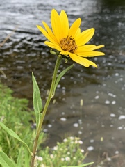 Helianthus nuttallii