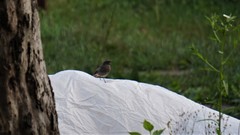 Phoenicurus ochruros