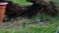 Phoenicurus ochruros