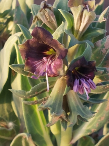 Egyptian henbane