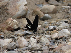 Papilio nephelus chaonulus