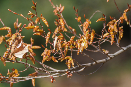 Carpinus laxiflora, photograph 6