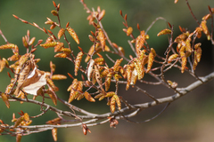 Carpinus laxiflora, photograph (c) WATANABE Hitoshi 渡辺仁, some rights reserved (CC BY)