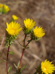 Grindelia nana