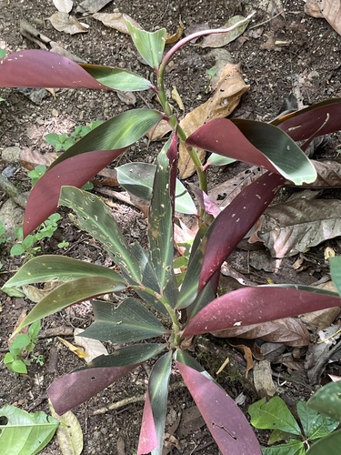 Costus laevis (Costus laevis)