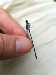 Argia ulmeca