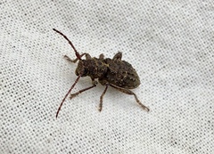 Plectrura spinicauda