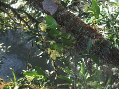 Epidendrum hunterianum