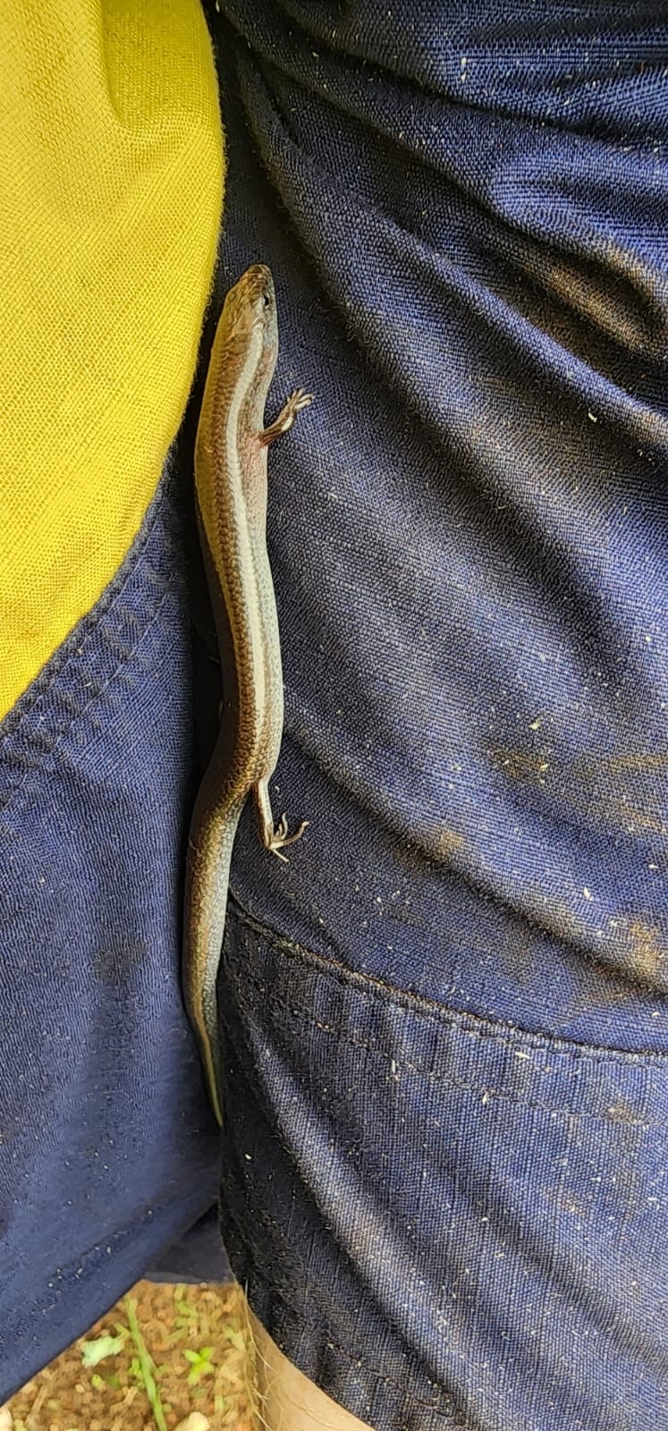 Top End Mulch Skink photo 3