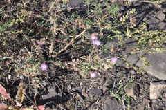 Centaurea pseudomaculosa