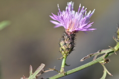 Centaurea pseudomaculosa
