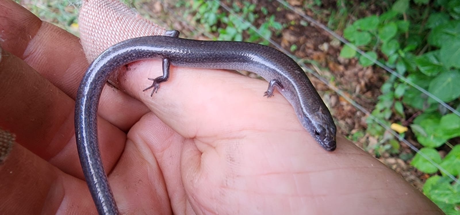 Top End Mulch Skink photo 4