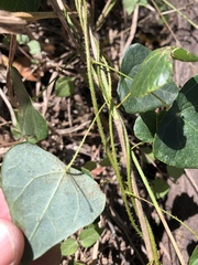 Echinostephia aculeata