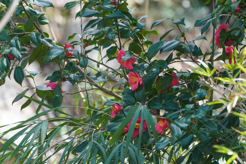 Image of Camellia japonica by (c) WATANABE Hitoshi 渡辺仁, some rights reserved (CC BY)