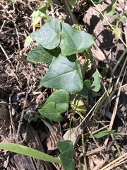Echinostephia aculeata