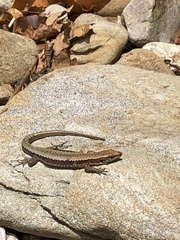 Iberolacerta monticola