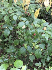 Rubus idaeus