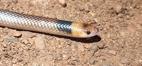Arnhem Shovel-nosed Snake
