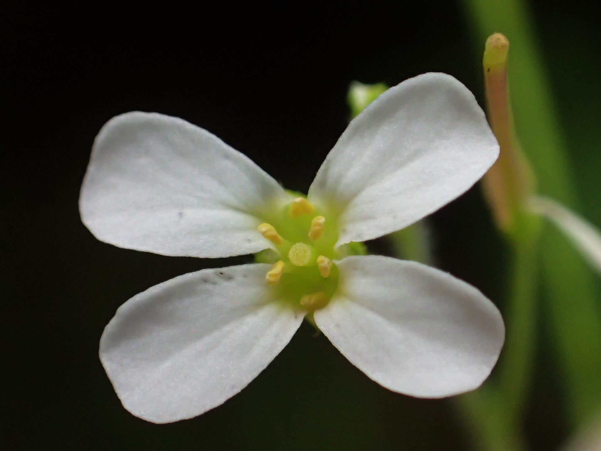 Arabidopsis lyrata ssp. kamchatica