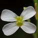 Arabidopsis lyrata kamchatica - Photo (c) 葉子, algunos derechos reservados (CC BY-NC), uploaded by 葉子