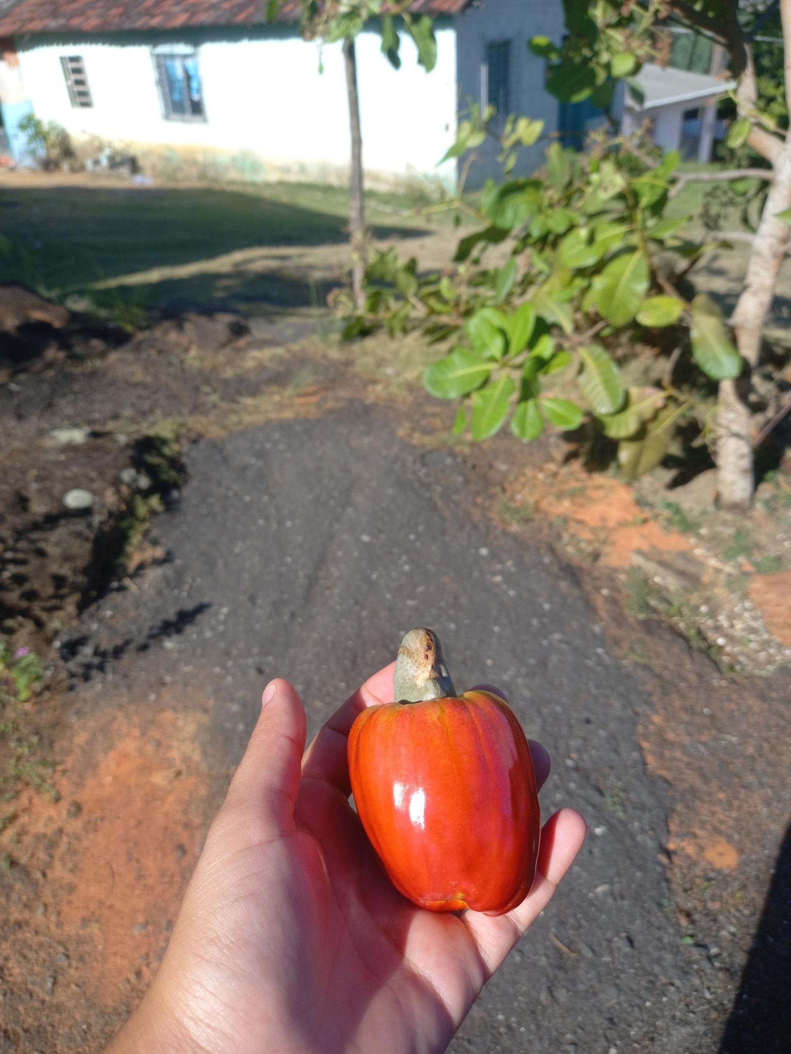 Anacardium occidentale