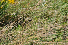 Bromus riparius