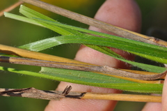 Bromus riparius
