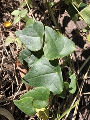 Echinostephia aculeata