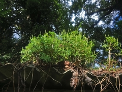 Peperomia leptophylla