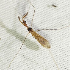 Stenolemoides arizonensis