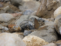 Jamides bochus formosanus